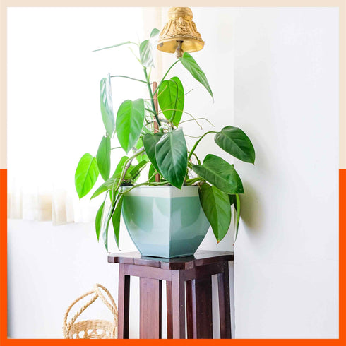 MYLA Metal Square Planters / Pots for Garden / Balcony | Medium – White & Bronze - Set of 5